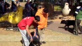 טיפול בעזרת כלבים - טיפול בעזרת בעלי חיים - עמותת כב"א סרטון תדמית