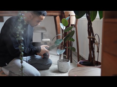 3 Tipps damit deine Zimmerpflanzen im Winter nicht eingehen.