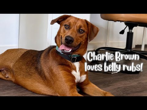 Charlie Brown Belly Rub King, an adoptable Hound & Rhodesian Ridgeback Mix in Richmond, VA_image-1