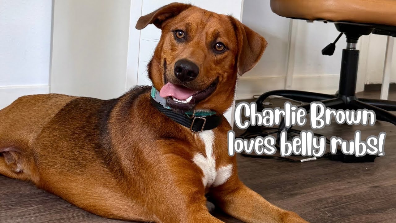 Enlarge Charlie Brown Belly Rub King, a Adoptable mixed breed in Granite Falls, WA video 6/6