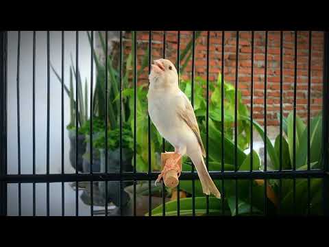 The ultimate canary singing video from a legend‼️Belgian Canary Singing