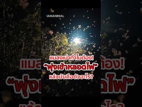 แมลงเม่าทำไมต้อง พุ่งเข้าหลอดไฟ แล้วมันคือตัวอะไร? #แมงเม่า #แมลงเม่า #ความรู้รอบตัว #flyingtermite