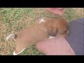 Beagle dogs for sale: Moana Queen Elizabeth Pocket Beagle - Video 1