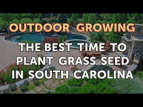 Will Salt or Vinegar Kill Bamboo