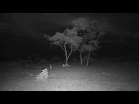 Djuma: Storm brewing in the distance-Part:1 - 04:30 - 01/05/20