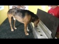 Beagle - Perros de la raza Beagel entrenados para detectar el cáncer