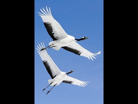 Sayonara, Japanese Goodbye. Whisper Sayonara, Sayonara Goodbye Tsuruga-Jo Castle beautiful in Japan.