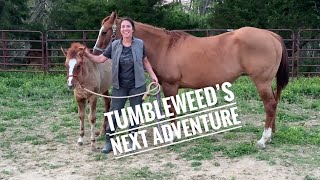 My Routine For Training A New Filly