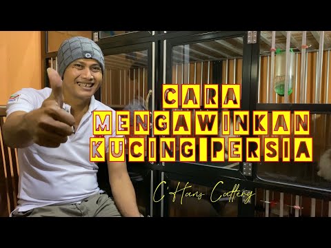 Cara mengawinkan kucing Persia