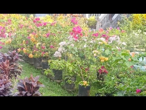 Beautiful Bougainvillea Flowers