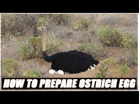 How To Prepare An Ostrich Egg