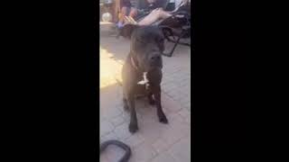 Video preview image #1 Mutt Puppy For Sale in Chandler, AZ, USA