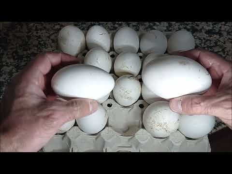 , title : 'Incubación de huevos de gansos'