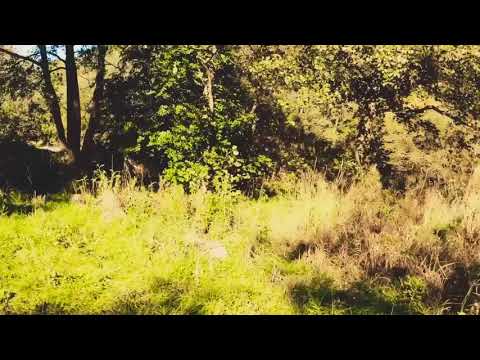 Walk around the commons