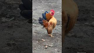 Download lagu chicken sounds and laughing duck sounds #shorts #funny #trendingshorts #viralvideo mp3