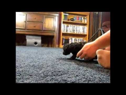 Chocolate Kiss' video