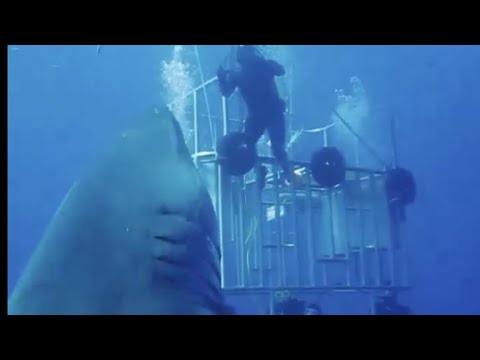 世界最大のサメ