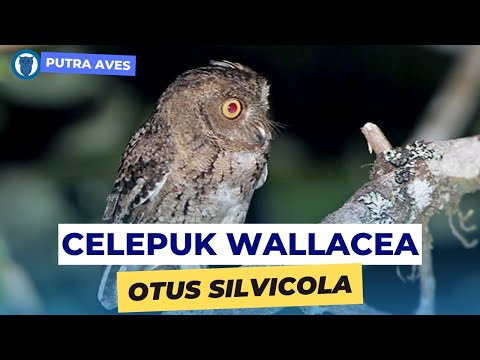 Otus silvicola Indonezia