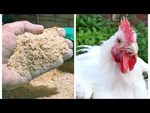 , title : 'صناعة افضل علف لتسمين الدواجن في المنزل بطريقه سهله واقتصادية،🐔🐔🐣🐥'