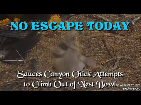 No Escape Today ~ Sauces Canyon Chick Attempts to Climb Out of Nest Bowl -- Explore.org 3/21/21