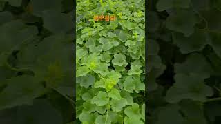 Download lagu 성주참외 체험하우스 #성주참외 #농장생활 #성주군귀농귀촌연합회 #주말농장 #맛집 #농사 #미스터트롯3 #여행 #엽산 #애완견#왜완묘#드론방제 mp3