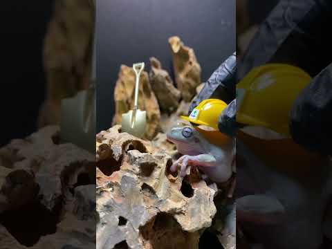 採掘場で働くカエルがカッコ良すぎたwww