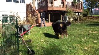 Bernese Mountain Dog attacks piles of leaves