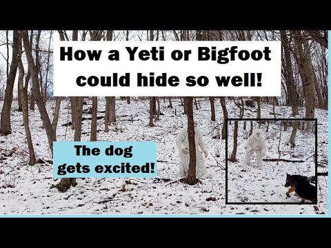 How a Yeti could hide in the snow!  Watch the dogs reaction! #yeti