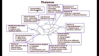 Thalamus / Nuclei/ functions
