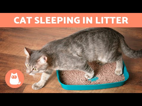 Why Is My CAT SLEEPING in the LITTER BOX? 🐈💤📦 (4 Causes)