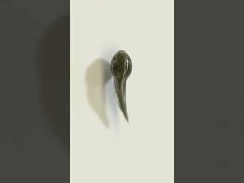 Frog metamorphosis || Tadpole larva to frog || Life cycle of frog ||