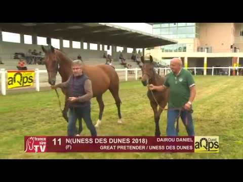 Show AQPS Ouest 2018 : Lot 11 - N(UNESS DES DUNES 2018)
