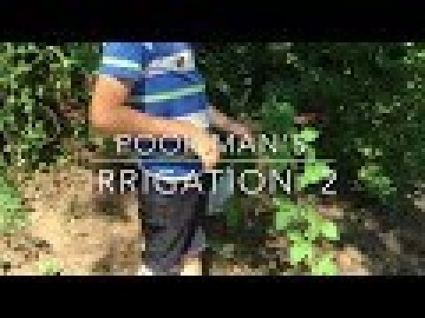 Poor Man's 2, irrigation for raspberries