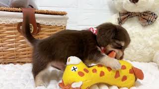 ハーフ犬の動画02