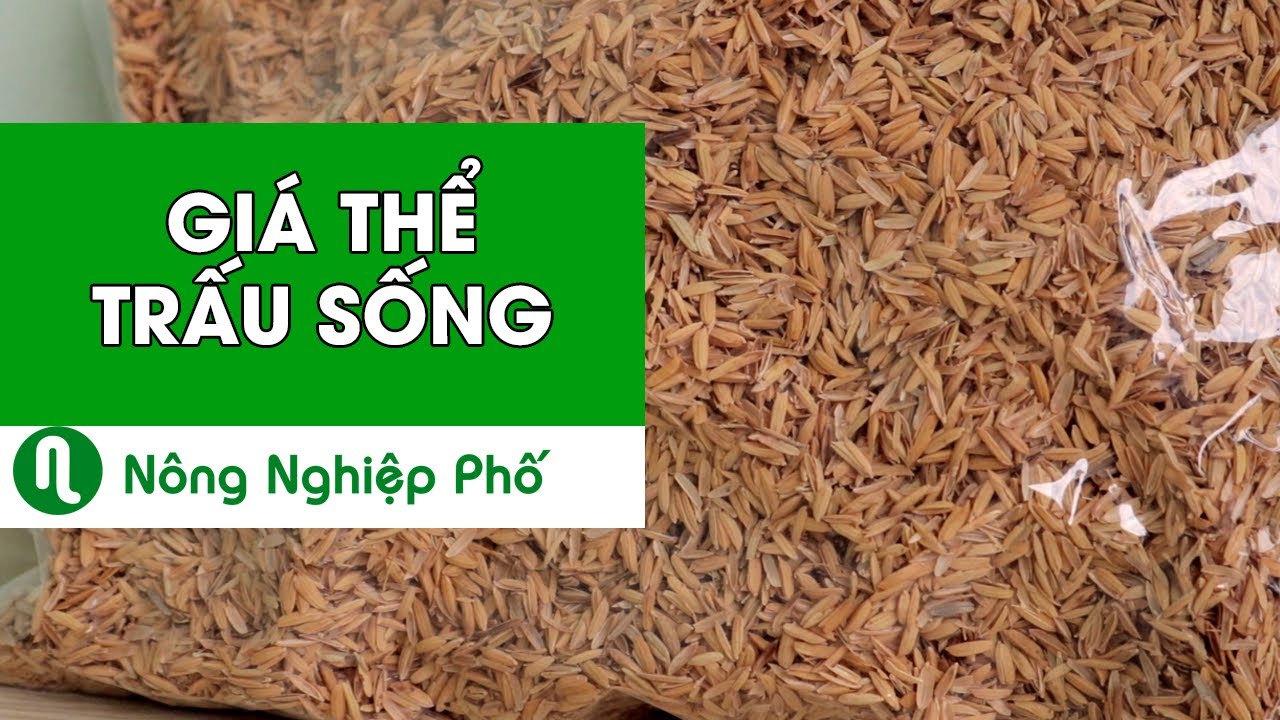 - Giá thể trấu sống 1989 - Tơi xốp, cung cấp dinh dưỡng trộn đất trồng hoa kiểng và cây trồng