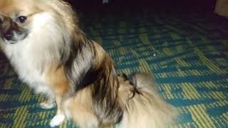 Video Female doggy cute when i put flashlight on her eyes are brown.