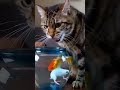Mr Brown S Epic Fail Fish Vs Mouse ブラウンさんの大失敗 MrBrownTales CatShorts FunnyCats C