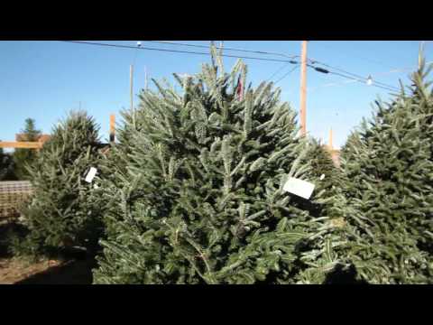 Tips for a Successful Christmas Tree Retail Lot