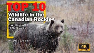 The Ultimate Wildlife Guide to the Canadian Rockies: Top 10 When/Where to Find Them