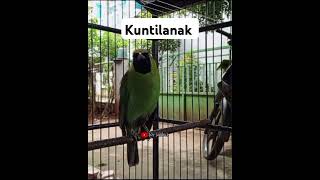 Download lagu cucak Ijo Ngekek kuntilanak#cucakijo#shorts mp3