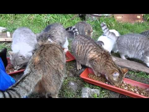 L'ALLEGRA BRIGATA CHE MI SALUTA TUTTE LE MATTINE..