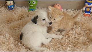 Irmãos de uma Vida Passada se Reencontram como um Filhote e um Gatinho