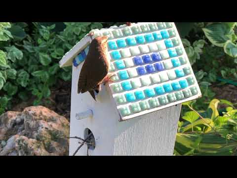 House Wren feeding spider to baby