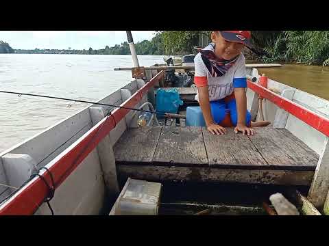 MANCING IKAN BAUNG UMPAN KUCUR || PANEN LAGI