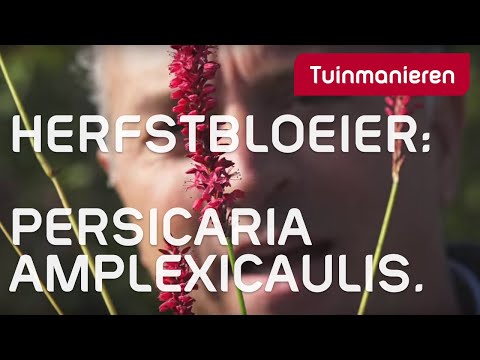 Hoe krijg je kleur in je tuin in het najaar? Herfstbloeiers, Duizendknoop!