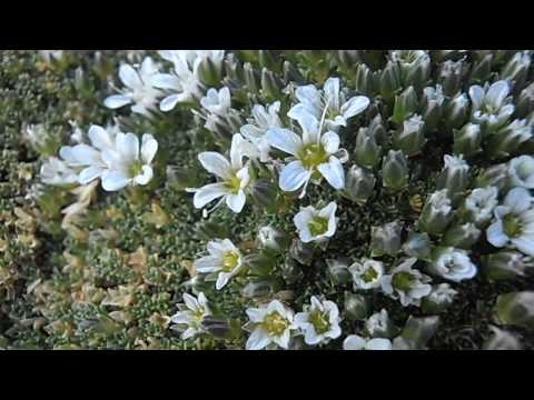 Arenaria de montaña: Arenaria tetraquetra 