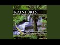 Rainforest 4