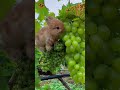 Cute Rabbit Videos That Will MELT Your Heart Cute Rabbit Pets Animals