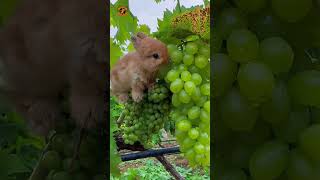 Des vidéos de lapins mignons qui feront fondre votre cœur ! |