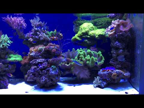 Soft Coral Reef tank december 2017